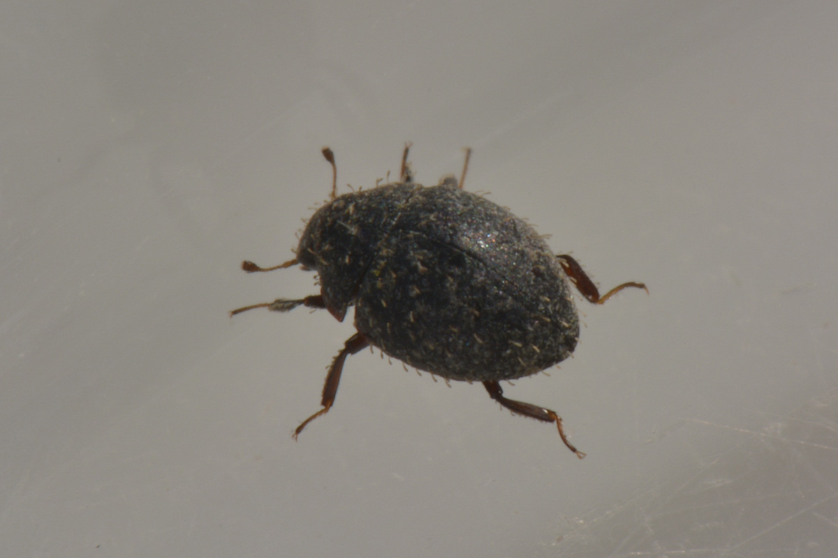 Chaetophora sp.?  S, Chaetophora spinosa, Byrrhidae